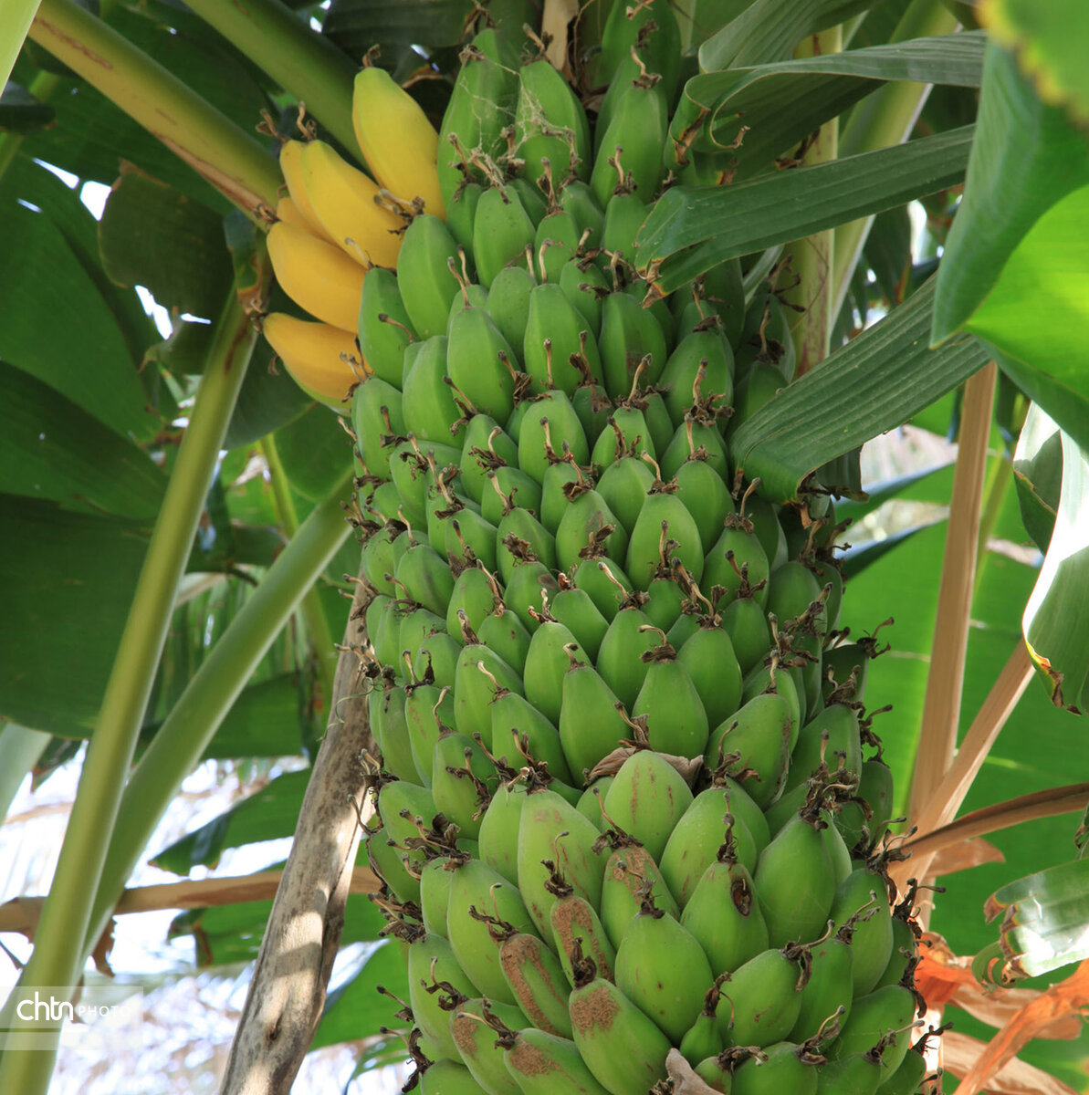 پذیرایی از مهمانان نوروزی سیستان و بلوچستان با میوههای گرمسیری