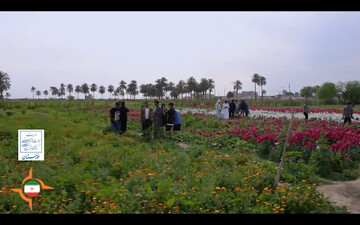 چهارمین جشنواره برداشت گل‌های شب‌بو در حمیدیه