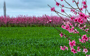 مهمانی شکوفه‌های بهاری در گلستان