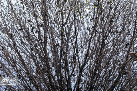 زیباییهای جاده ای خوزستان از اهواز تا دهدز