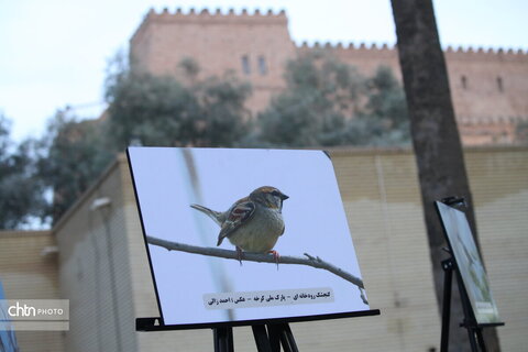 پرندهنگری در میراث جهانی شوش