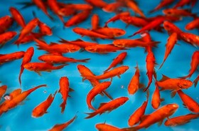 مردم ماهی قرمز سفره هفت‌سین را در رودخانه‌ها رها نکنند