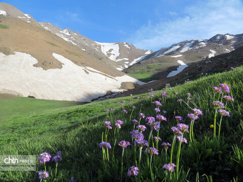 طبیعت زیبا و بهاری دامنه‌های کوه الوند