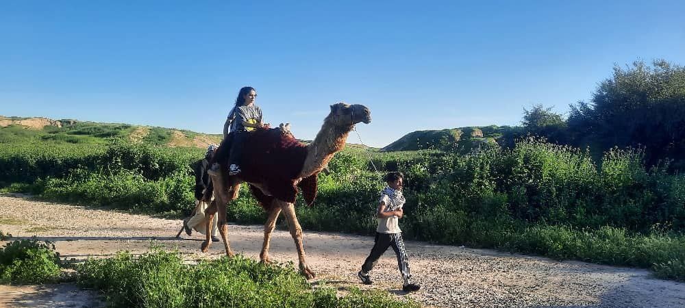 شترسواری نوروزی در میراثجهانی شوش