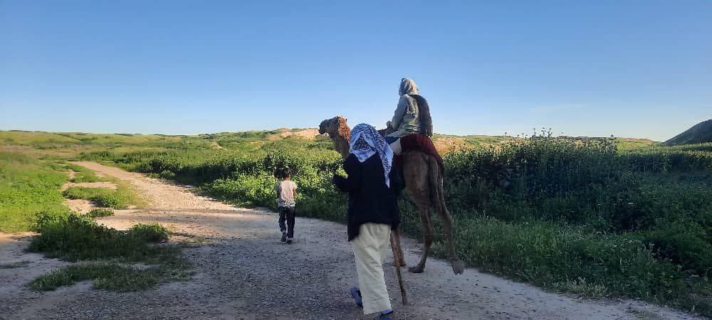 شترسواری نوروزی در میراثجهانی شوش