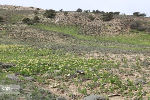 جلوه گردی لاله‌های واژگون در دشت‌های شهرستان گرمه خراسان شمالی