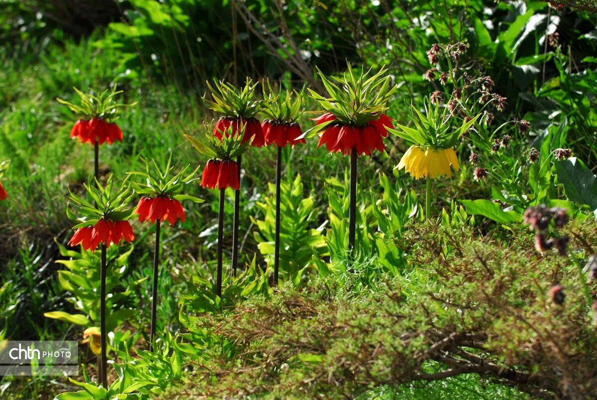 نوروزگردی در چهارمحال و بختیاری/ از جنگلهای بلوط تا هفت چشمه سینی