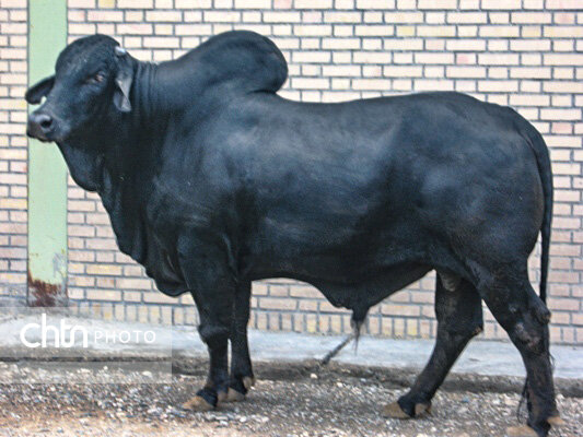 پیکرکهای سفالی شهر سوخته سیستان