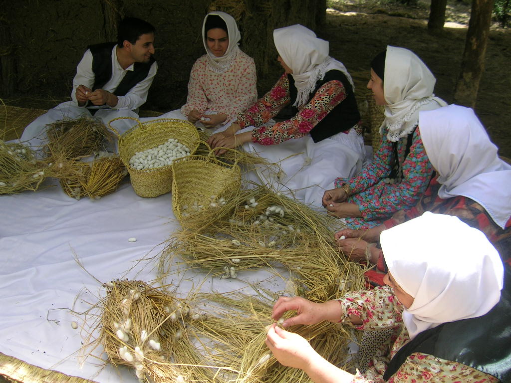 کج چینی (کژچینی) میراث ماندگار کشاورزی گیلان