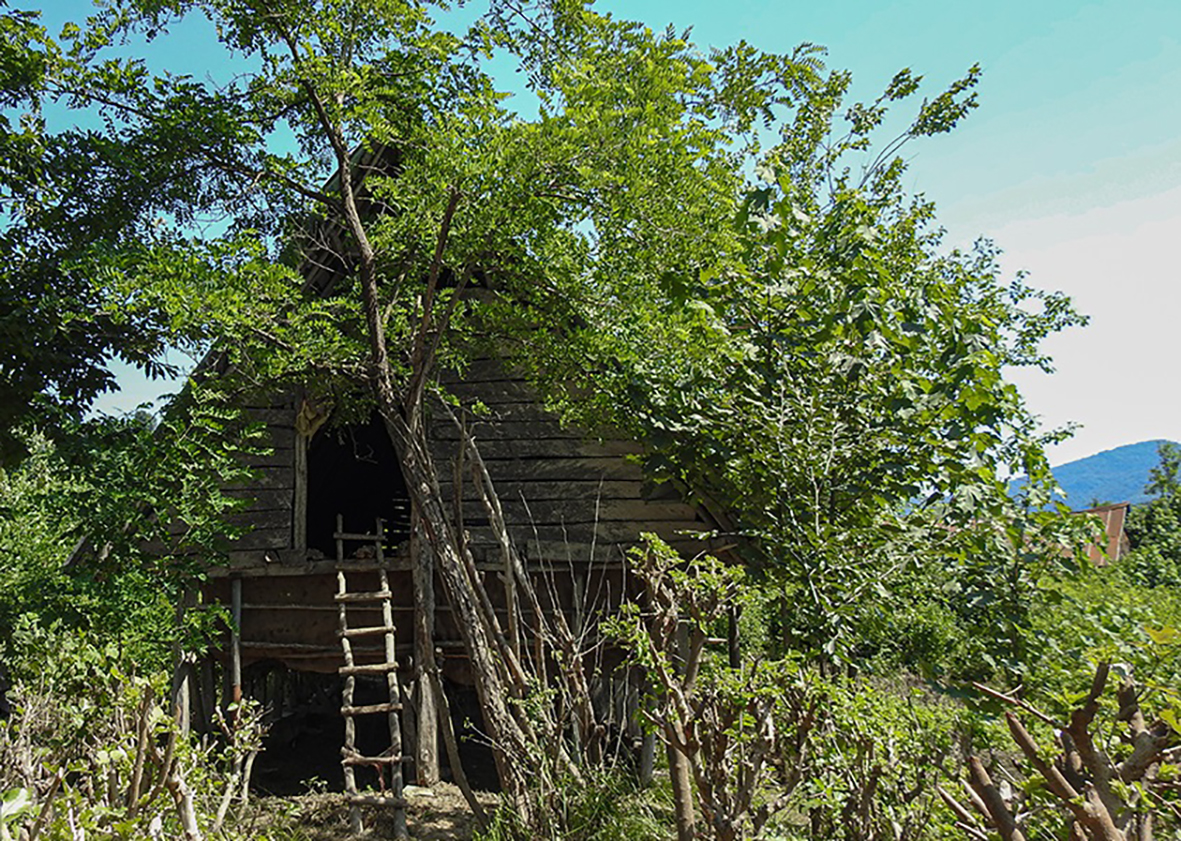 کج چینی (کژچینی) میراث ماندگار کشاورزی گیلان