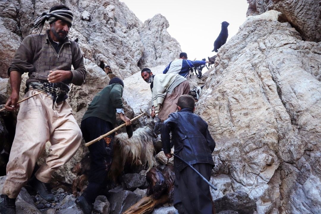 مخاطب واقعیت را دوست دارد/ تجربه ۹ روز کوچ عشایر در «چامون»