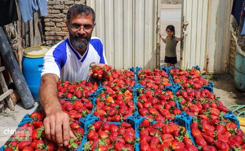 توت فرنگی گلستان