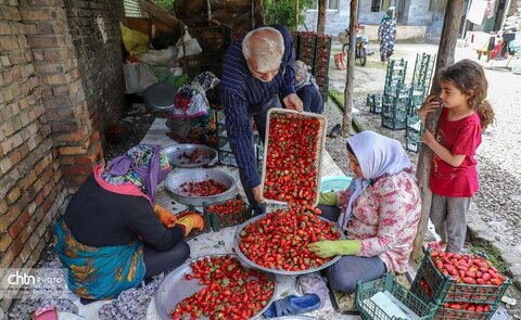 برداشت توت‌فرنگی از مزارع گلستان