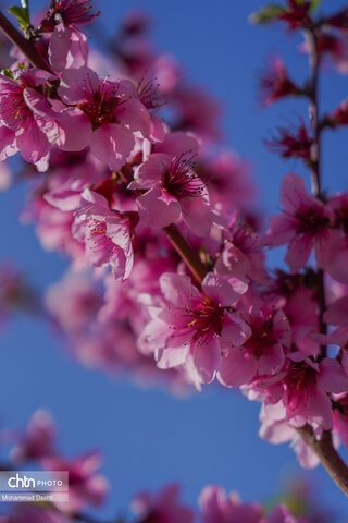 شکوفه‌های بهاری شهرستان کوثر