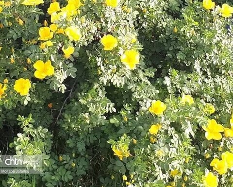 زیبایی‌های بهار در طبیعت (عکاس: سمیرا قربانی)