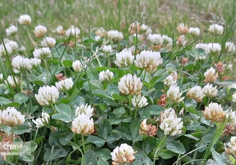 زیبایی‌های بهار در طبیعت (عکاس: سمیرا قربانی)