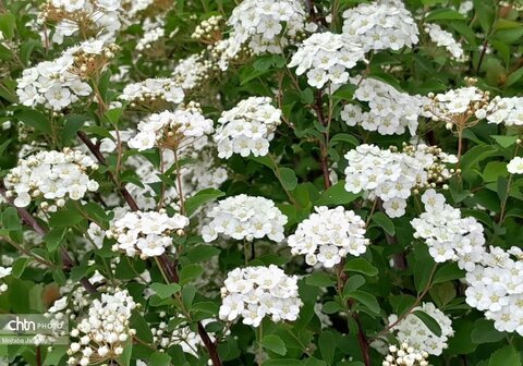 زیبایی‌های بهار در طبیعت (عکاس: سمیرا قربانی)