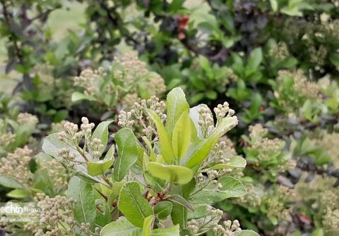 زیبایی‌های بهار در طبیعت (عکاس: سمیرا قربانی)