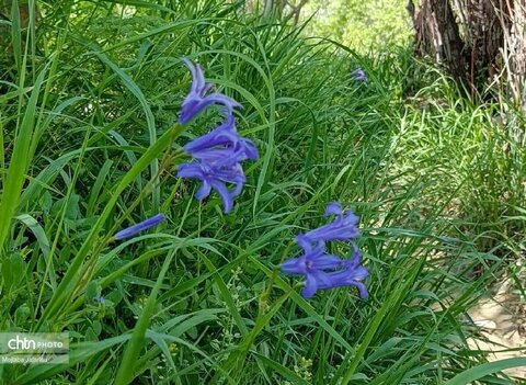 زیبایی‌های بهار در طبیعت (عکاس: سمیرا قربانی)