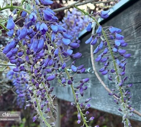 زیبایی‌های بهار در طبیعت (عکاس: سمیرا قربانی)