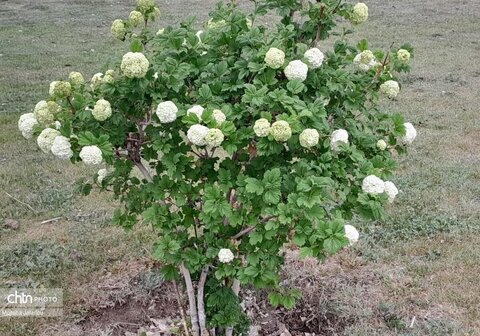 زیبایی‌های بهار در طبیعت (عکاس: سمیرا قربانی)