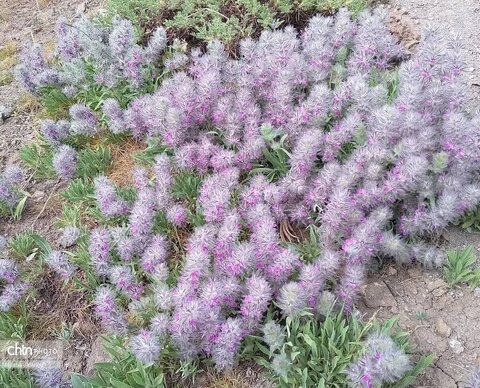 زیبایی‌های بهار در طبیعت (عکاس: سمیرا قربانی)