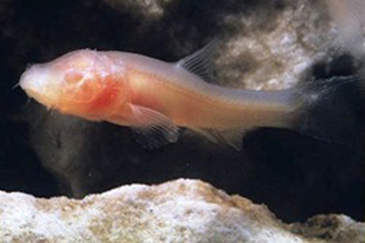 غار ماهی کور لرستان تنها زیستگاه ماهی کور در جهان