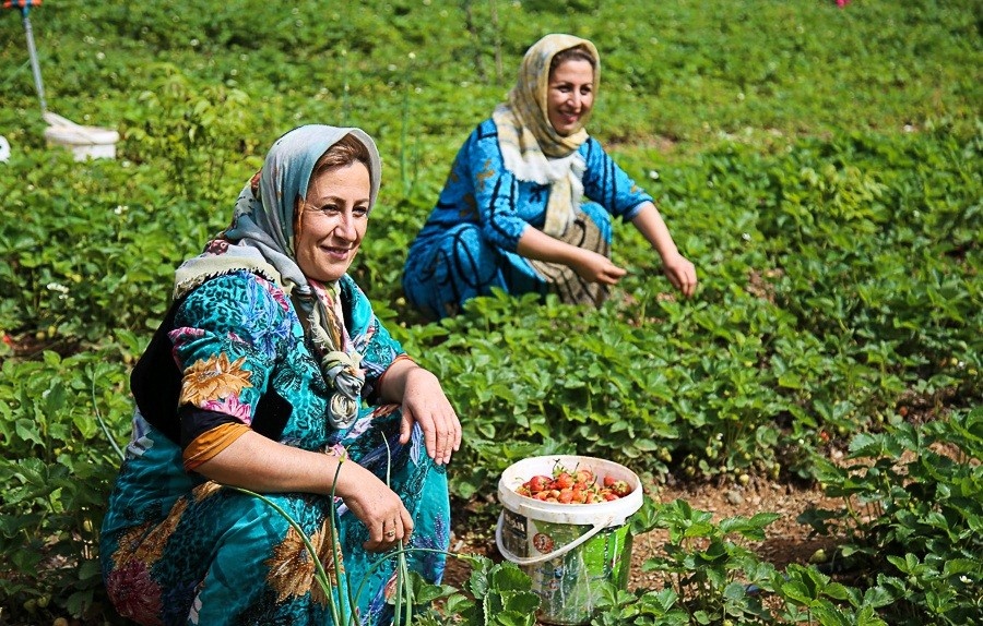 سرخی اردیبهشت پالنگان با روی قرمز توتفرنگی/ کام گردشگران با طعم میوه بهشتی شیرین میشود