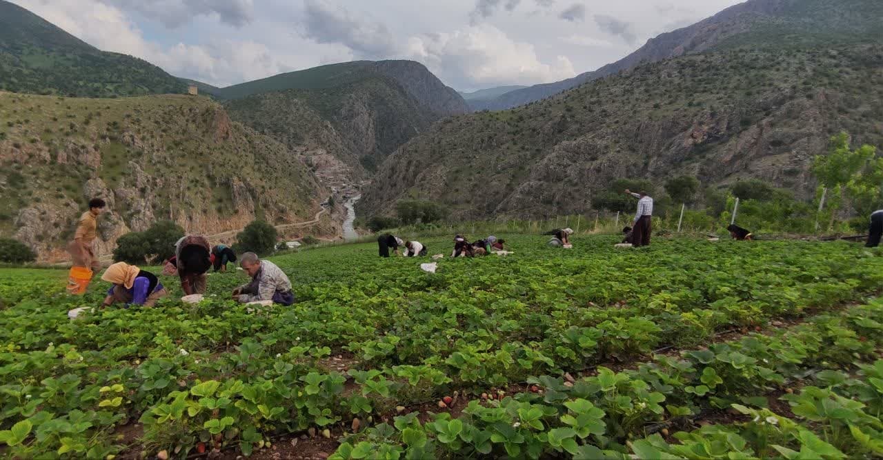 سرخی اردیبهشت پالنگان با روی قرمز توتفرنگی/ کام گردشگران با طعم میوه بهشتی شیرین میشود