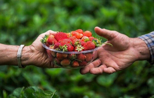سرخی اردیبهشت پالنگان با روی قرمز توتفرنگی/ کام گردشگران با طعم میوه بهشتی شیرین میشود