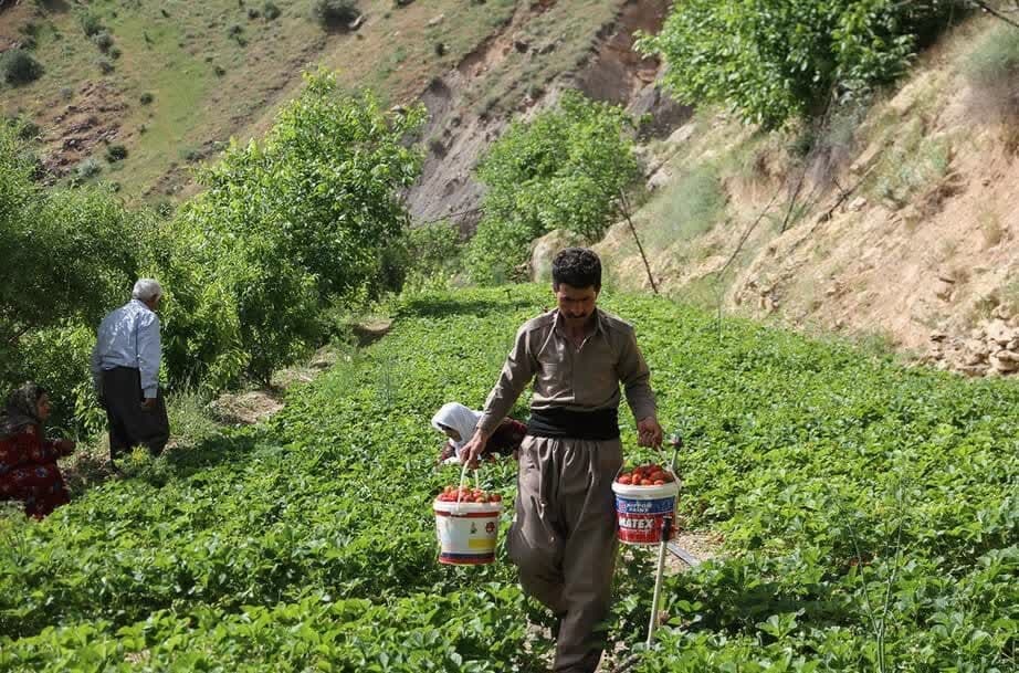 سرخی اردیبهشت پالنگان با روی قرمز توتفرنگی/ کام گردشگران با طعم میوه بهشتی شیرین میشود
