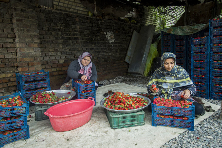 سرخی اردیبهشت پالنگان با روی قرمز توتفرنگی/ کام گردشگران با طعم میوه بهشتی شیرین میشود