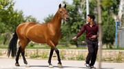 جشنواره ملی اسب اصیل ترکمن به توسعه گردشگری کمک می‌کند