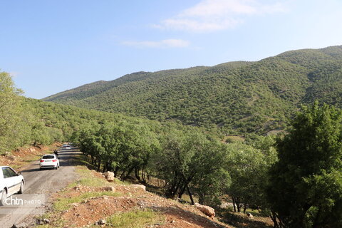 تنگه ارغوان ؛ تابلو نقاشی طبیعت در ایلام