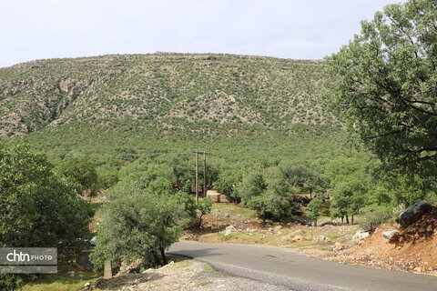 تنگه ارغوان ؛ تابلو نقاشی طبیعت در ایلام