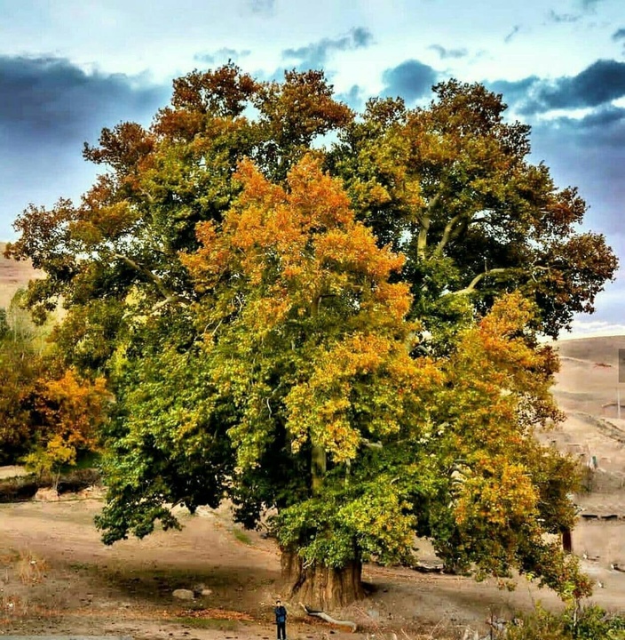 درخت چنار کهنسال اهر آذربایجان‌شرقی در فهرست میراث‌طبیعی ملی به‌ثبت رسید