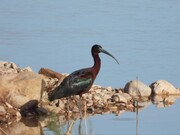 آبگیرهای شهرستان جاجرم میزبان بیش از ۳هزار پرنده مهاجر