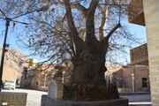 ثبت اثر طبیعی درخت چنار کهنسال طزرجان شهرستان تفت