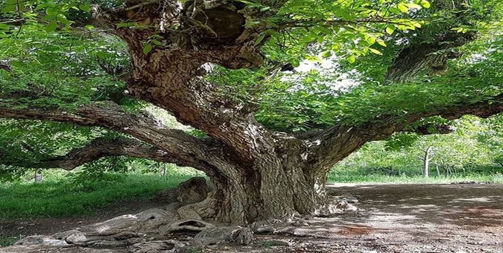 ۳ اثر طبیعی گیلان ثبت ملی شد