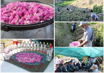 جشنواره گلابگیری در روستای قلعه عبداله‌خان برگزار شد/ روستای قلعه عبداله‌خان مقصدی مناسب برای گردشگران شهری