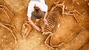کشف گورهای باستانی اسرارآمیز از اسب‌های ۲هزار ساله در فرانسه