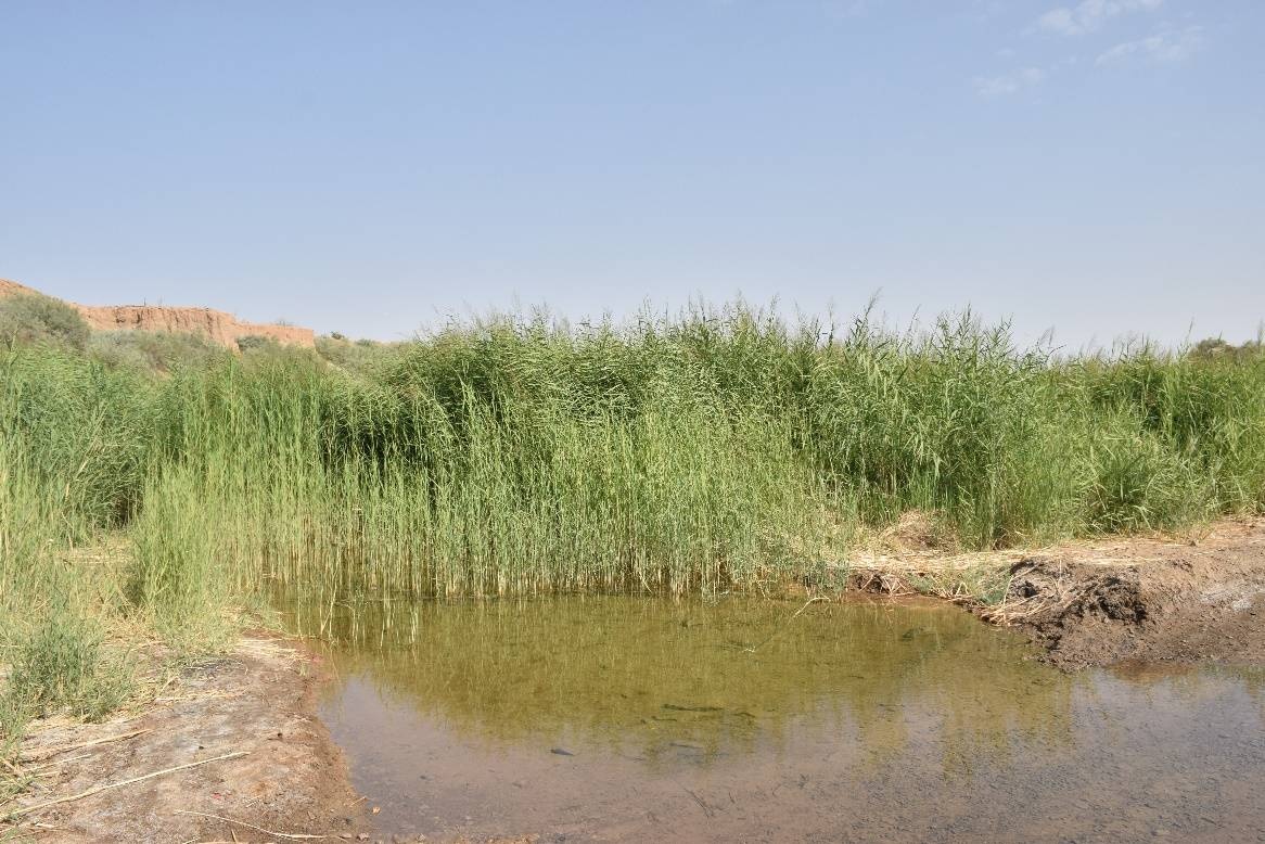 رودخانه شور بهاباد، تنها رودخانه دائمی و زیستگاه آبی منحصربهفرد استان یزد