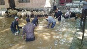 گوسفند شوران، آیینی برای شادی میان دامداران روستای انجدان استان مرکزی