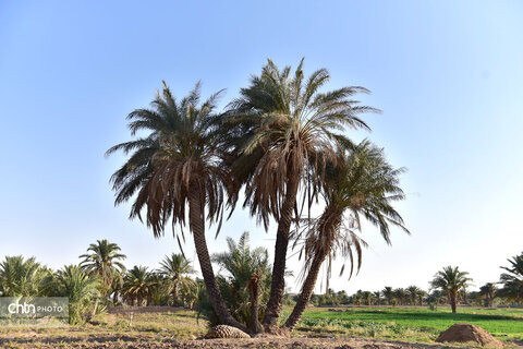 روستای هدف گردشگری طرود