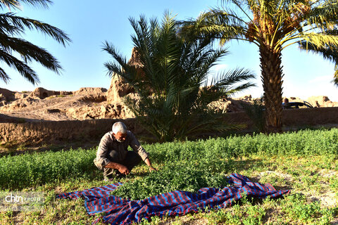 روستای هدف گردشگری طرود