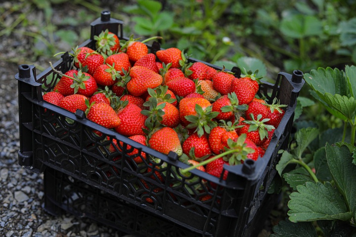 کُردستان، رتبه نخست تولید توت فرنگی در کشور