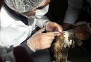 اجرای طرح ملی پایش سرمی آنفلوانزای فوق حاد پرندگان در کهگیلویه و بویراحمد