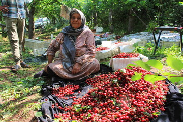 آغاز برداشت گیلاس در روستای پراچان واقع الموت غربی