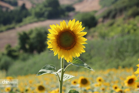 آفتابگردان گلستان