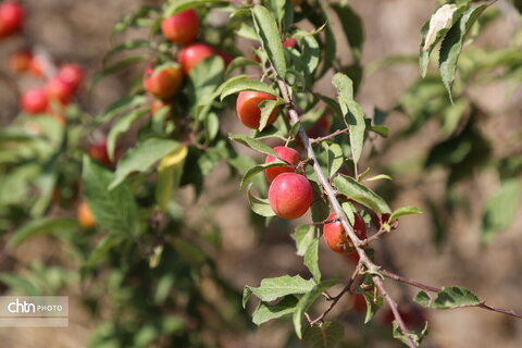 آفتابگردان گلستان